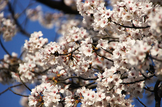 満開の桜の写真素材 フリー