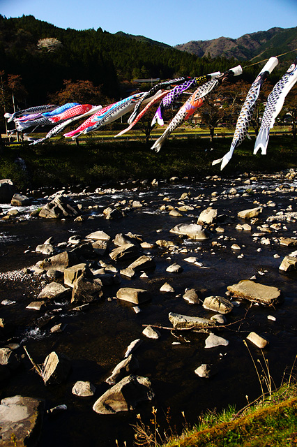 川を泳ぐ鯉のぼりの写真素材 フリー
