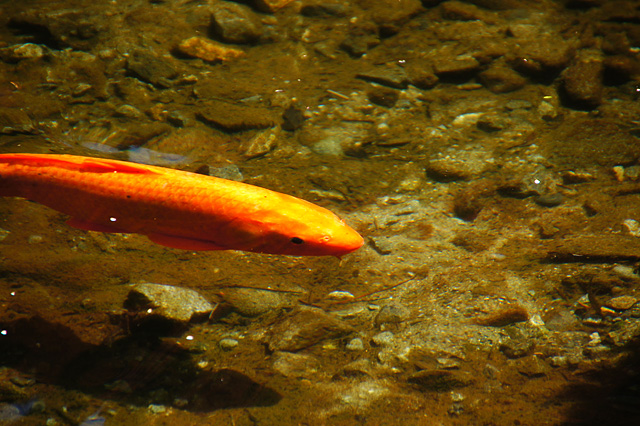池の鯉の写真素材 フリー