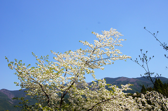 青空と桜の無料写真素材
