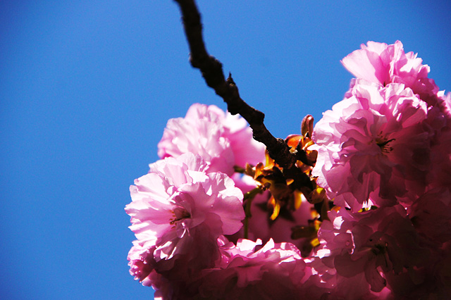 八重桜と青空の写真素材 フリー