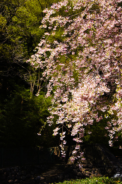 春の桜の写真素材 フリー