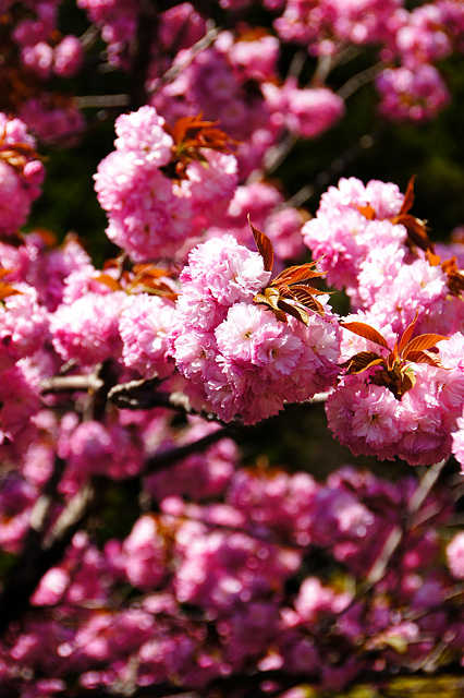 八重桜の花の写真素材 フリー