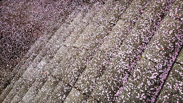 桜の階段の写真素材 フリー