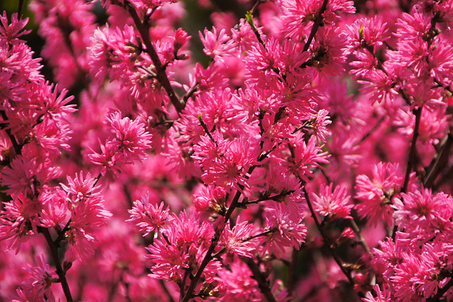 満開の菊桃の花の写真素材 フリー