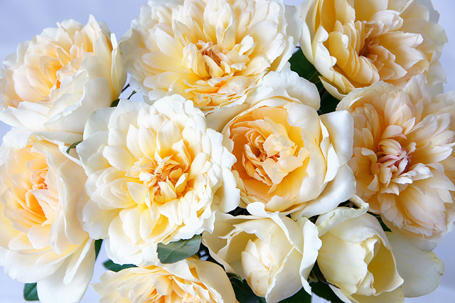 マリアテレジアの花束の写真素材 フリー