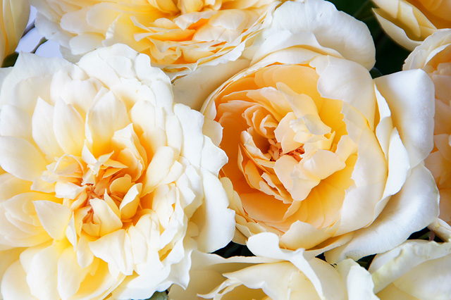 マリアテレジアの花束の無料写真素材
