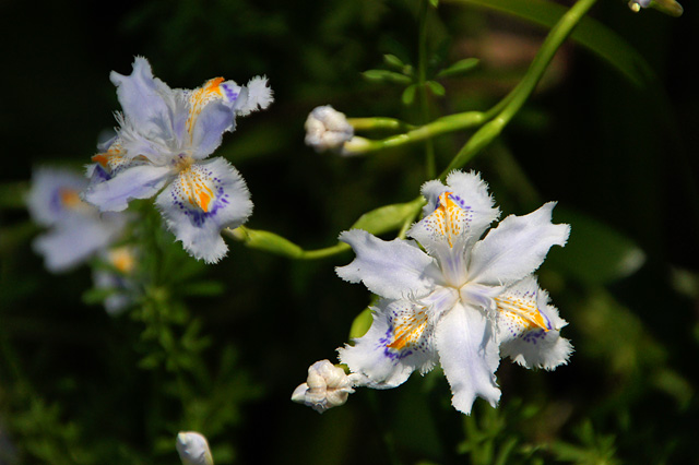 野に咲く白い花の写真素材 フリー