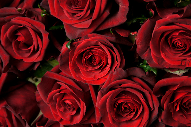 赤い薔薇の写真素材 フリー