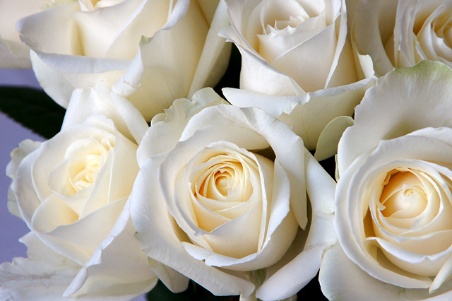 アバランシェという白いバラの写真素材 フリー