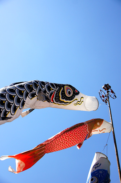 風になびく鯉のぼりの写真素材 フリー