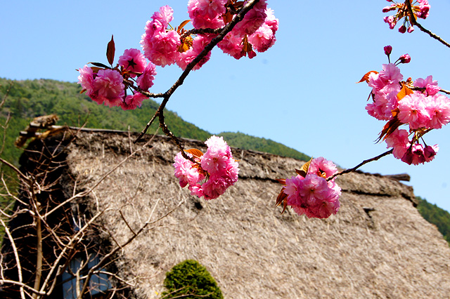茅葺き屋根と八重桜の写真素材 フリー