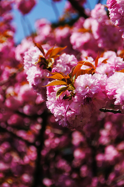 満開の八重桜の無料写真素材