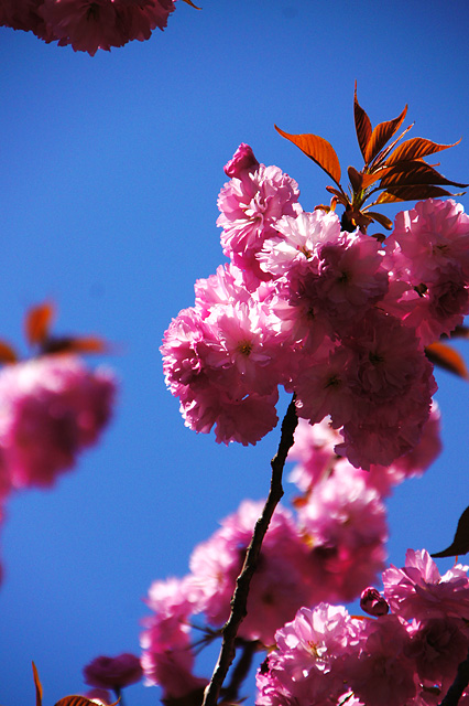 八重桜と青空の写真素材 フリー