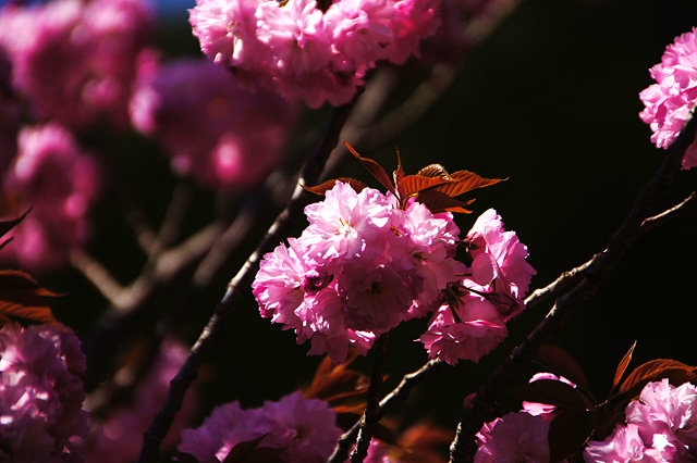 八重桜の枝の写真素材 フリー