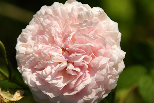 淡いピンクの薔薇の写真素材 フリー