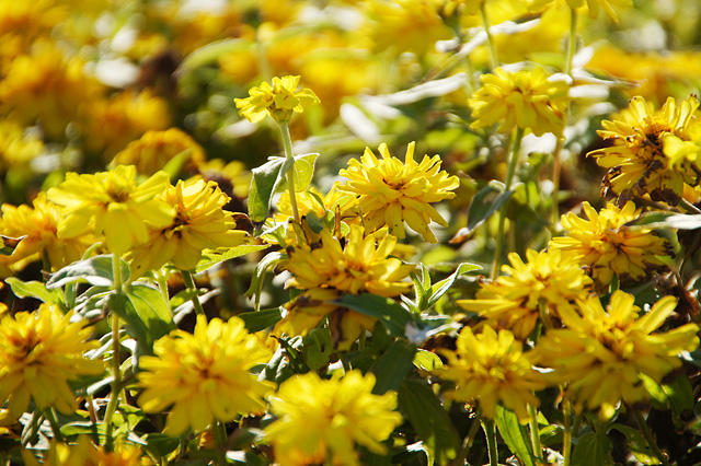 たくさんの黄色い花の写真素材 フリー