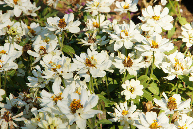 花壇の白い花の写真素材 フリー