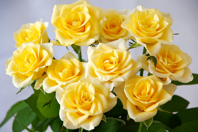 黄色いバラの花束の写真素材 フリー