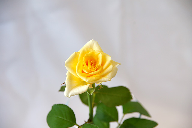 一輪の黄色いバラの写真素材 フリー