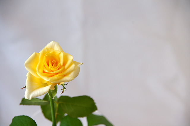 一輪の黄色いバラの無料写真素材