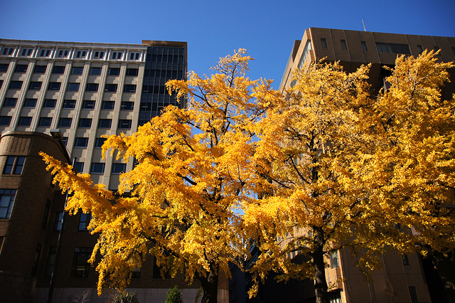 秋色の横浜日本大通りの写真素材 フリー