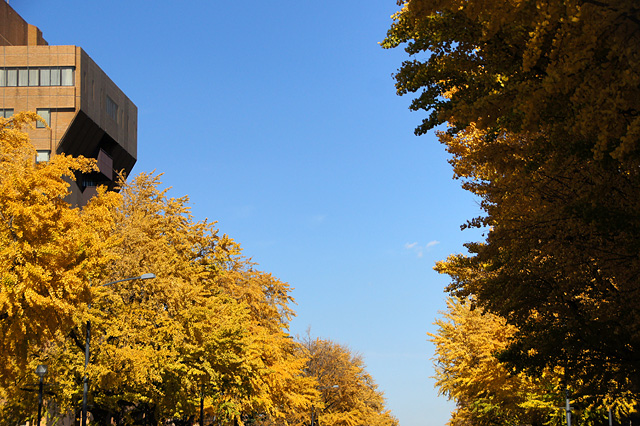 日本大通りの銀杏並木の写真素材 フリー