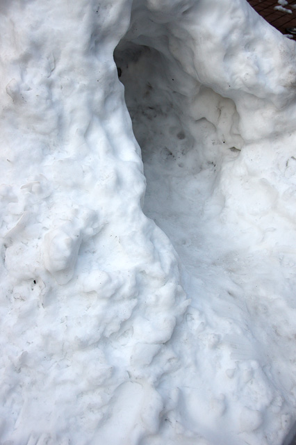 雪降る森の無料写真素材 フリー