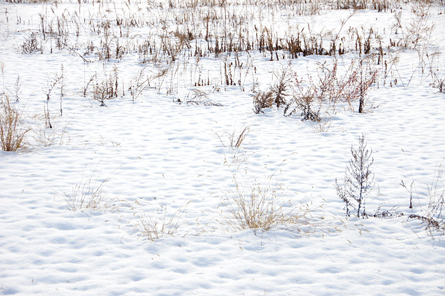 空き地に積もった雪の写真素材 フリー