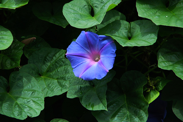 青紫色の昼顔の無料写真素材