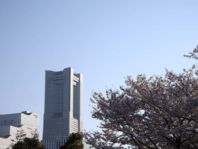 桜と横浜ランドマークタワーの写真素材 フリー