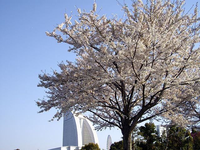 桜と横浜みなとみらいの風景の無料写真素材