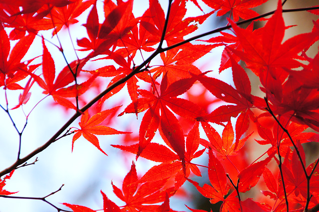 赤い色の紅葉した葉っぱの写真素材 フリー