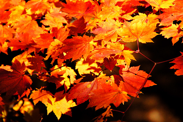 オレンジ色の紅葉した葉っぱの写真素材 フリー