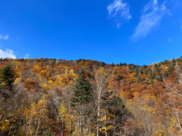 紅葉した山と青空の写真のフリー素材