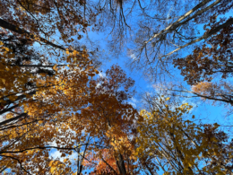 定山渓の紅葉の写真のフリー素材