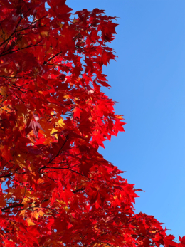 真っ赤に紅葉した葉っぱの写真のフリー素材
