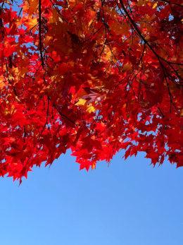 鮮やかな赤色の紅葉の写真のフリー素材