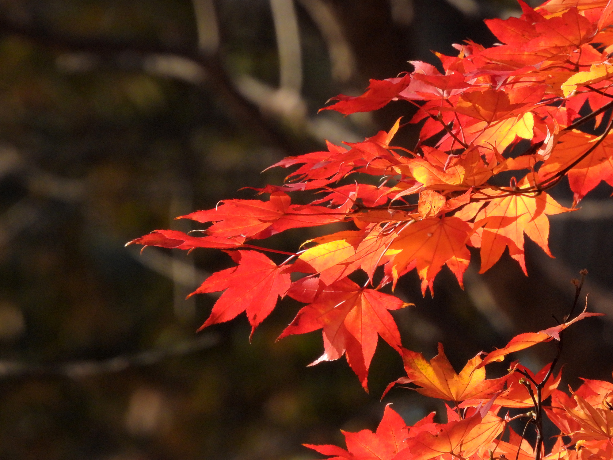 赤い紅葉した葉の写真素材フリー