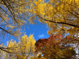 紅葉した木々の間の青空のフリー写真素材