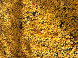銀杏の葉っぱの絨毯のフリー写真素材