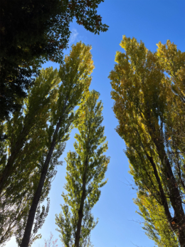 秋のポプラの木の写真のフリー素材