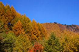 黄色やオレンジに紅葉した森の写真のフリー素材