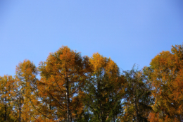 紅葉と青空の無料写真素材