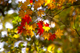 紅葉した赤や黄色の葉の写真のフリー素材