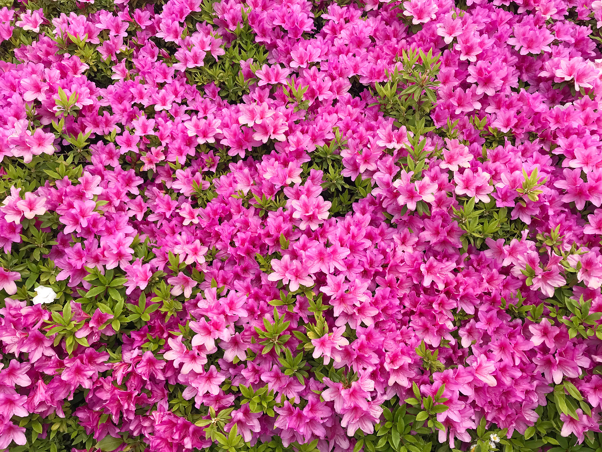 鮮やかのピンク色の躑躅の写真素材（フリー）