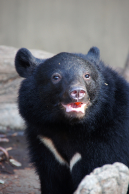 動物園の熊のフリー写真素材