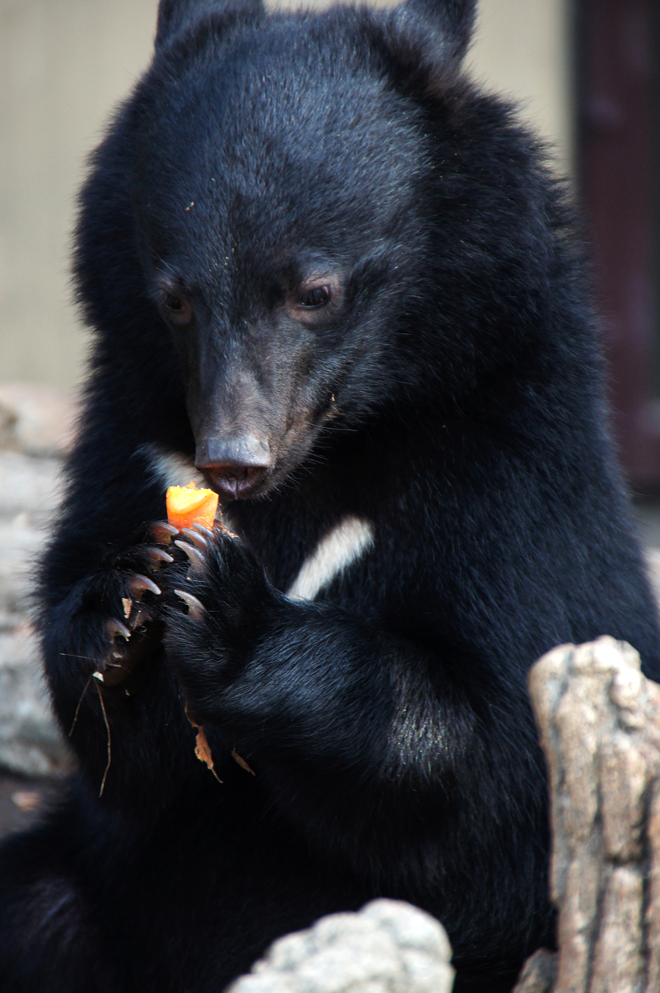 餌を食べる熊のフリー写真素材