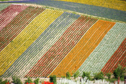 美瑛のカラフルな花畑の無料写真素材
