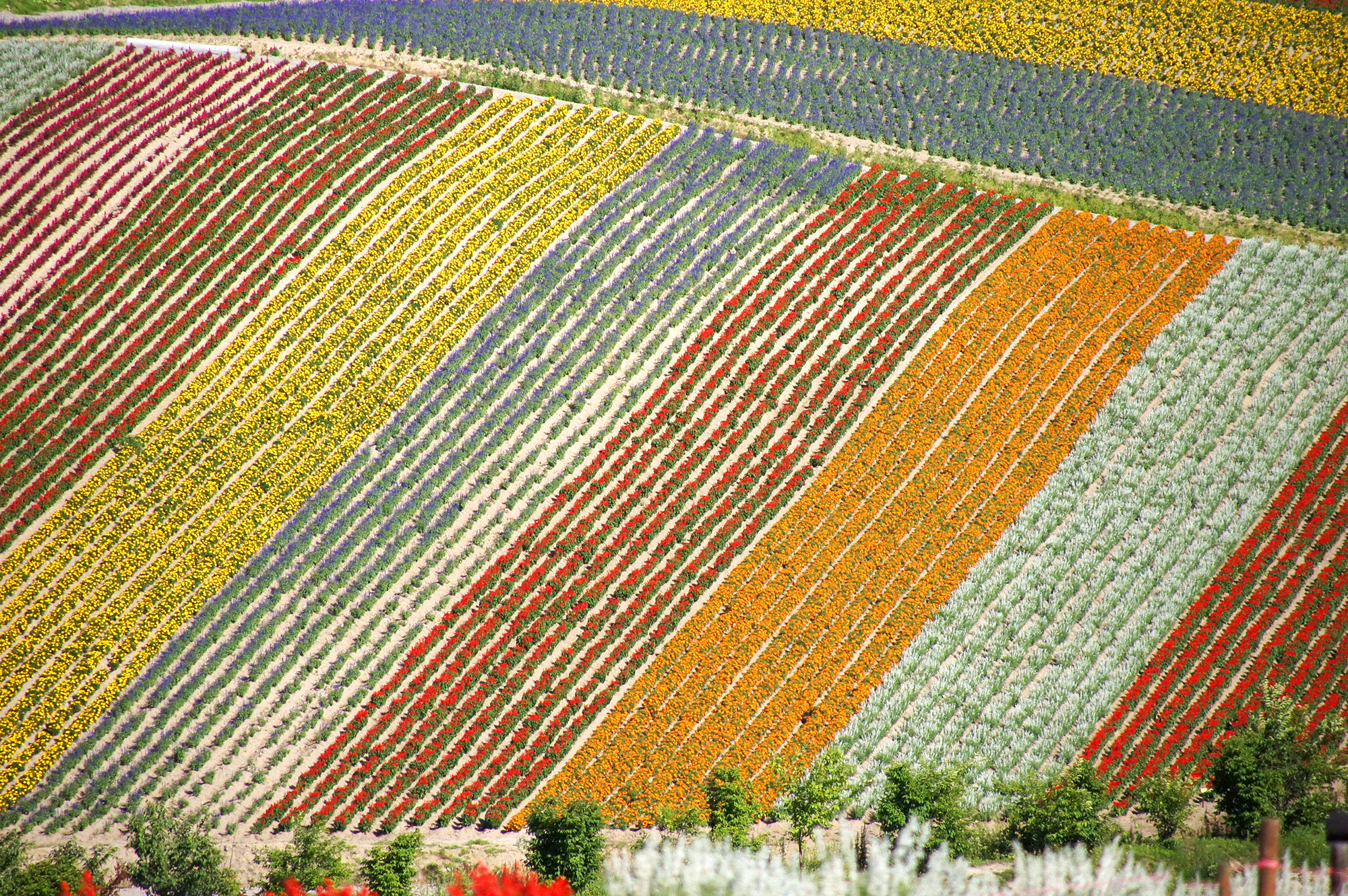 美瑛のカラフルな花畑の無料写真素材